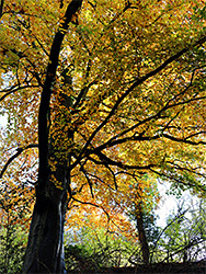 Tree near the road