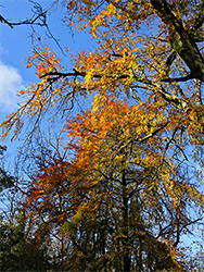 Leaves and branches