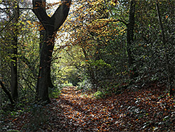 Path north of the stream