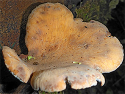 Blackfoot polypore