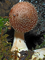 Bulbous honey fungus