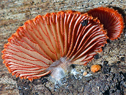 Cinnabar oysterling - gills