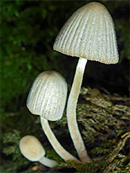 Fairy inkcap