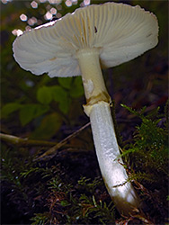 False death cap