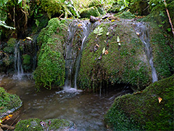 Mossy rock pool