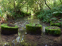 Mossy cut logs