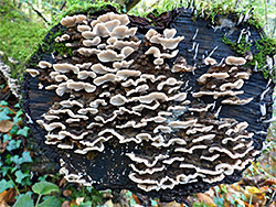 Turkey tail