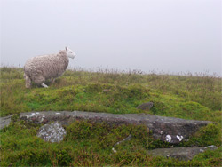 Misty sheep