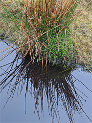 Moss and reeds