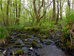 Tributary stream