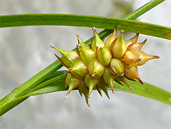 Yellow sedge