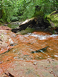 Protruding log