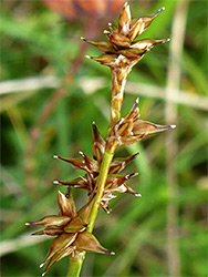 Star sedge