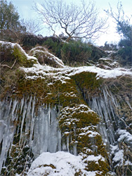 Icicles below a tree