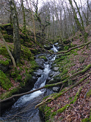 Rocky stream