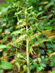 Common twayblade