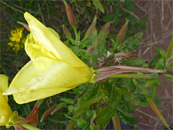 Large-flowered evening primrose