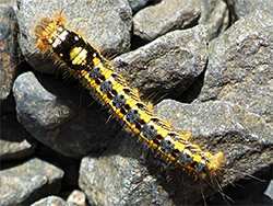 Caterpillar