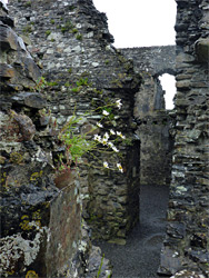 Daisies in the keep