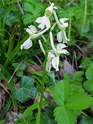 White orchid