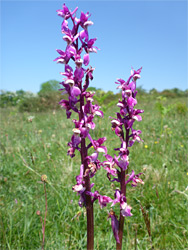 Early purple orchid