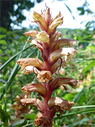 Ivy broomrape