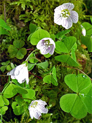 Wood sorrel