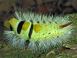 Pale tussock moth caterpillar