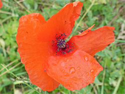 Common poppy