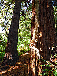 Tree at Paradise Bottom