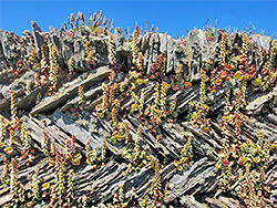 Wall pennywort