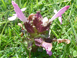 Lousewort