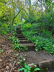 Woodland steps