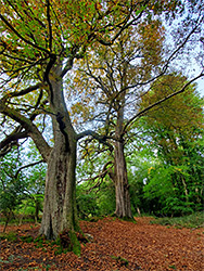 Beech trees