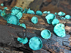 Green elfcup