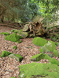 Mossy rocks