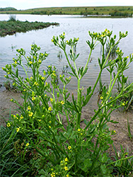 Celery-leaved buttercup