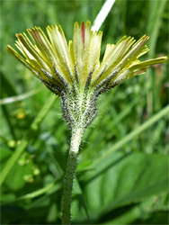 Mouse-ear hawkweed