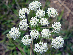 Burnet saxifrage