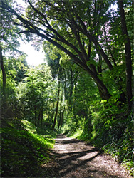 Path through the woods