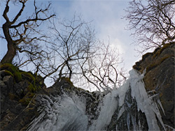 Trees above Pistyll Crawnon