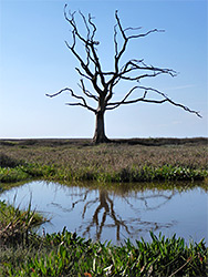 Reflected tree