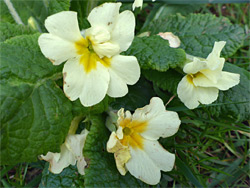 Primula vulgaris