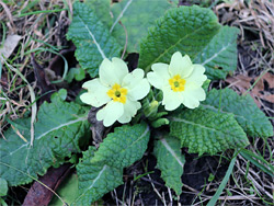 Primula vulgaris