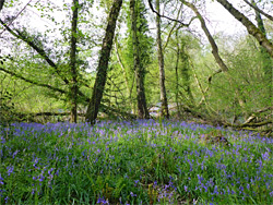 Many bluebells