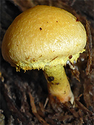 Golden scalycap