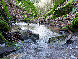 Rocks in the stream