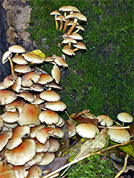 Sulphur tuft on a mossy tree