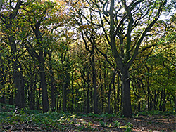 Trees on sloping ground