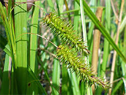 Cyperus sedge